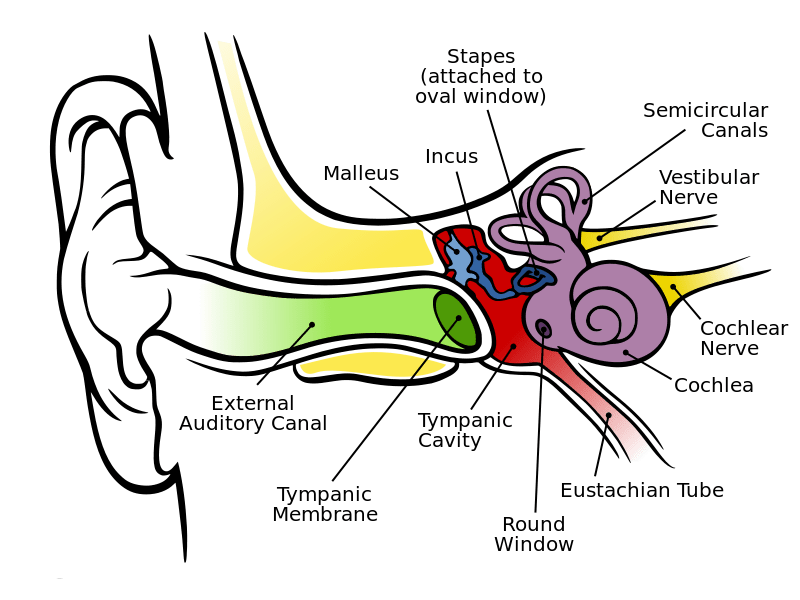 inside the human ear