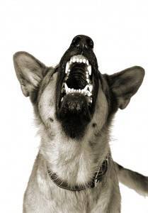 barking dog creating noise nuisance